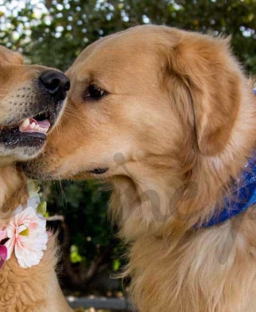 Dos súper padres muy «perrunos»