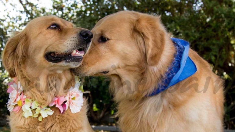 Dos súper padres muy «perrunos»