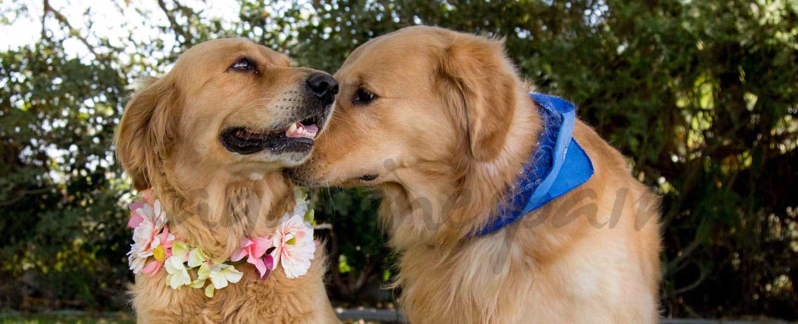 Dos súper padres muy “perrunos”