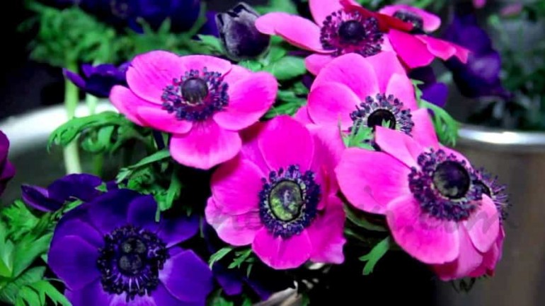 Fran en «The Flower Room»