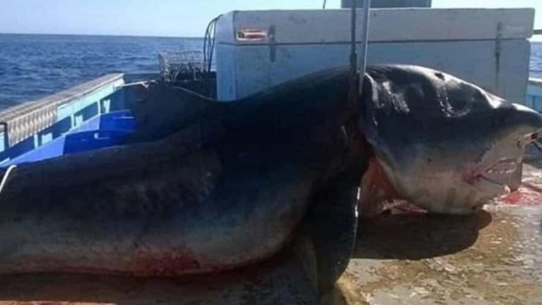 En Nueva Gales, Australia, capturado un tiburón tigre de 6 metros.