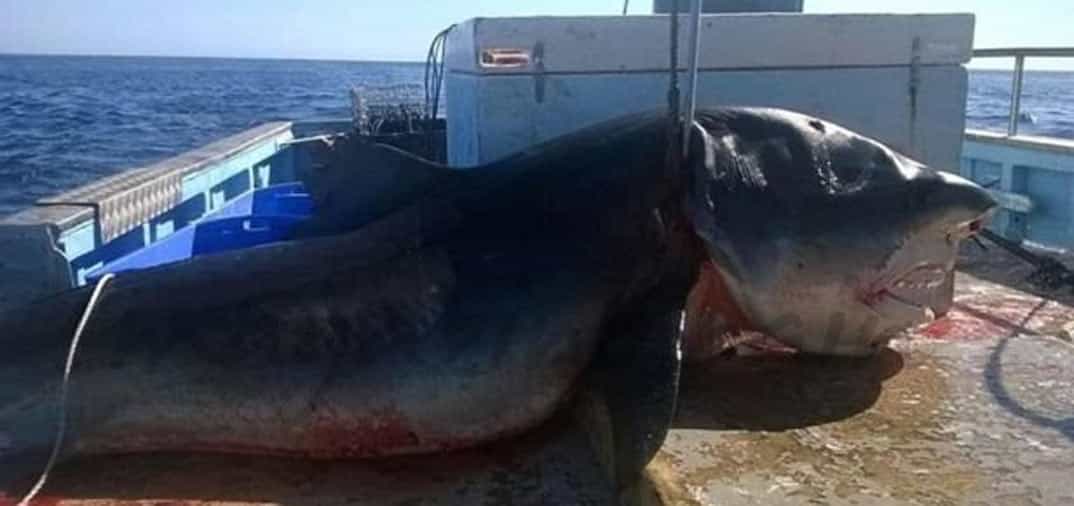 En Nueva Gales, Australia, capturado un tiburón tigre de 6 metros.