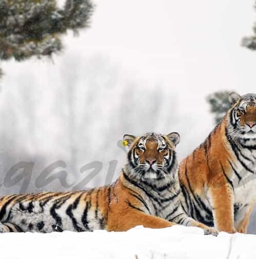 Tigres en la nieve