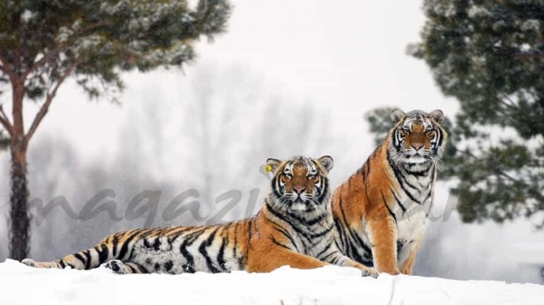 Tigres en la nieve