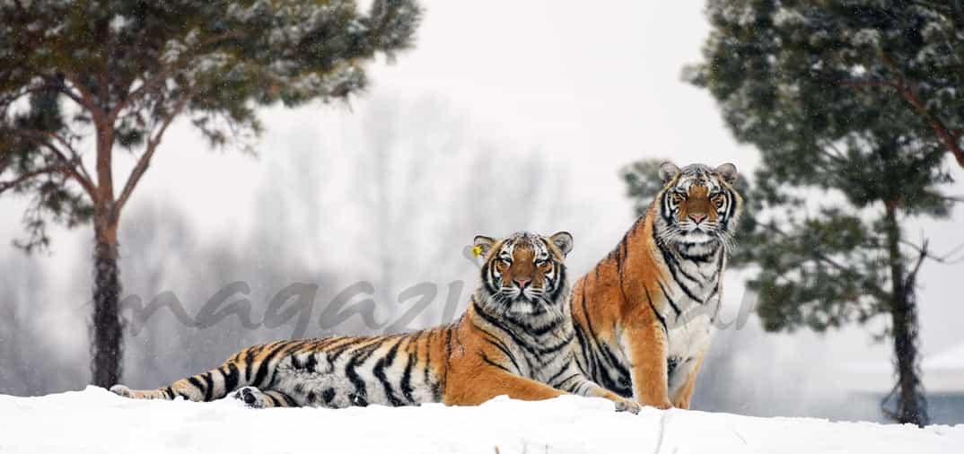 Tigres En La Nieve