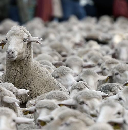 Las ovejas visitan Madrid