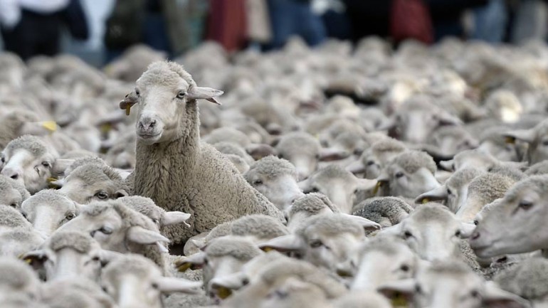 Las ovejas visitan Madrid