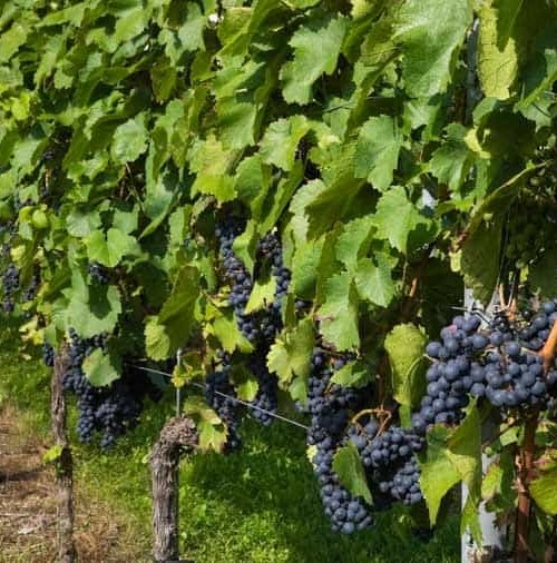 En Japón un racimo de uvas de 700 gramos, 7.500 euros