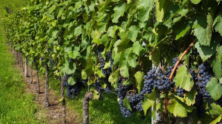 En Japón un racimo de uvas de 700 gramos, 7.500 euros