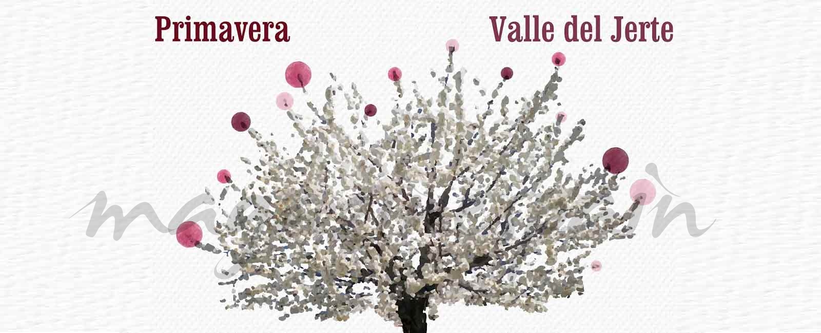 Valle del Jerte - cerezo en flor