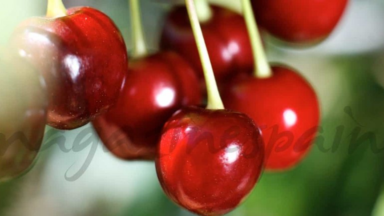 El Valle del Jerte: Dos meses de actividades en torno a su cereza