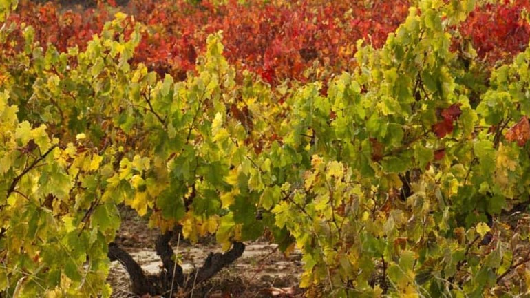 Un fin de semana vendimiando