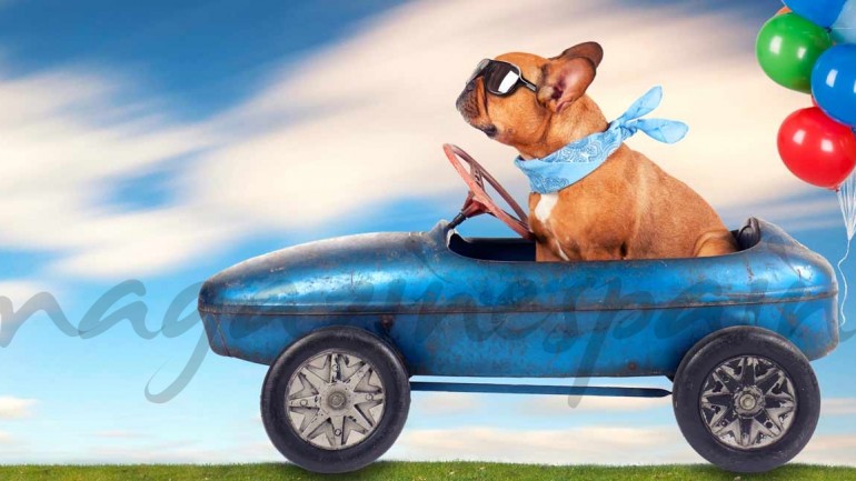 Cómo viajar en verano con tu perro