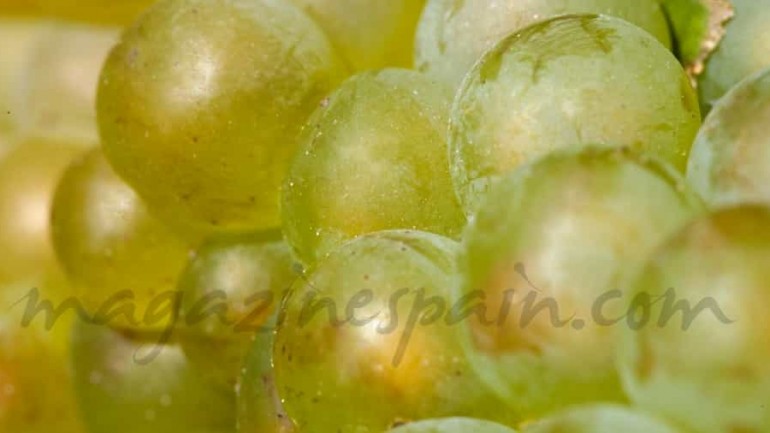 Elaboración de vinos blancos: Vinos Blancos II